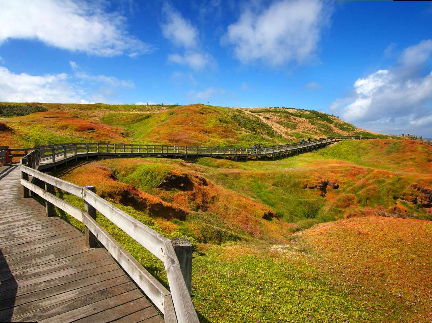 Seal Colony and Scenic Coastal Trail at The Nobbies
